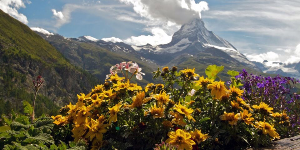 Những Câu Nói Hay Về Hoa  Đầy Triết Lý Trong Cuộc Sống