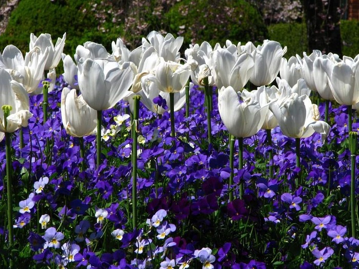 Nóng Giận Là Bản Năng, Tĩnh Lặng Là Bản Lĩnh, Điềm Đạm Là Khí Chất