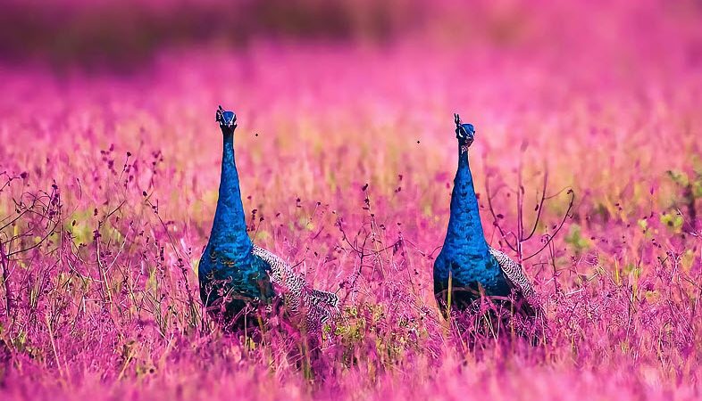 Đẹp Cũng Là Một Tài Năng!