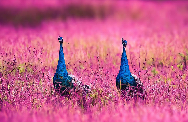 Đẹp Cũng Là Một Tài Năng!