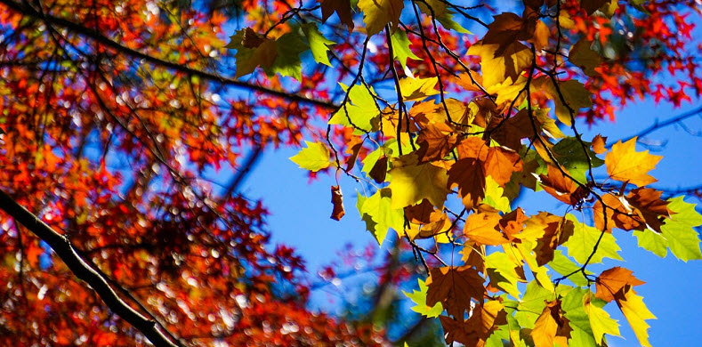 If You Seek The Source Of The Mind, Then Alone All Questions Will Be Solved