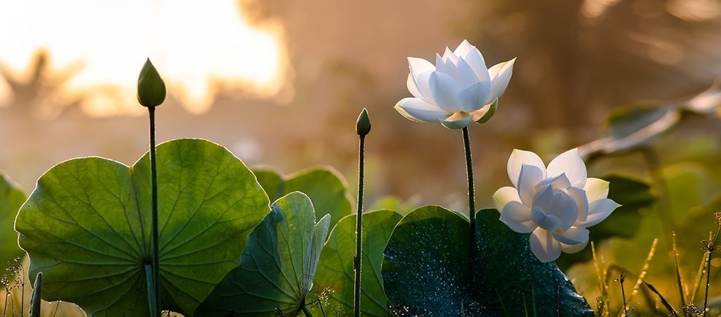 You Have A Lot Of Hidden Talents Within You. How Do Awaken Those Talents?