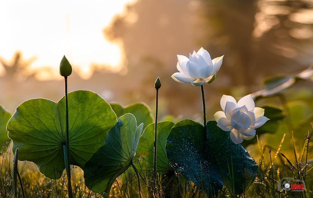 You Have A Lot Of Hidden Talents Within You. How Do Awaken Those Talents?