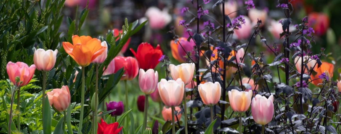 Conquer Your Thoughts, Change Your Destiny – Chinh Phục Suy Nghĩ Của Bạn, Thay Đổi Vận Mệnh Của Bạn